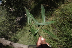 Morinda pubescens var. stenophylla
